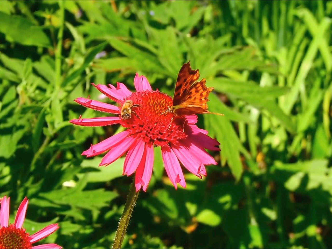 Schmetterling und Biene am Sonnenhut, Standbild aus einem vorhandenen Demo-Video